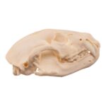 Real American Badger Skull – Pathology