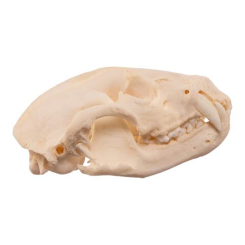 Real American Badger Skull - Pathology