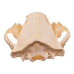 Real American Badger Skull – Pathology