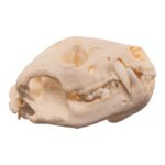 Real American Badger Skull – Pathology