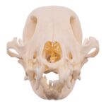 Real Domestic Dog – Shetland Sheepdog Skull