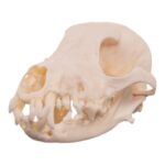 Real Domestic Dog – Shetland Sheepdog Skull