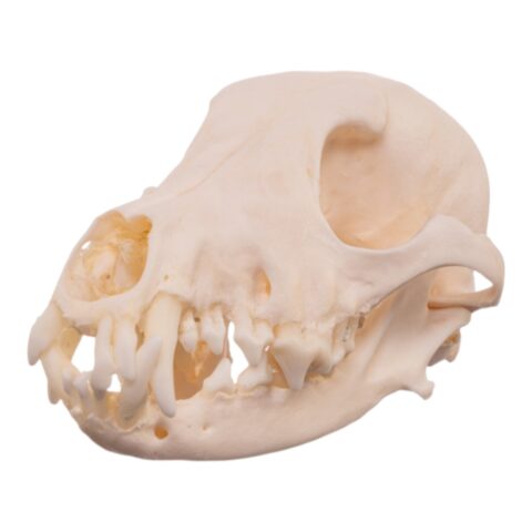 Real Domestic Dog - Shetland Sheepdog Skull