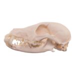Real Domestic Dog – Shetland Sheepdog Skull