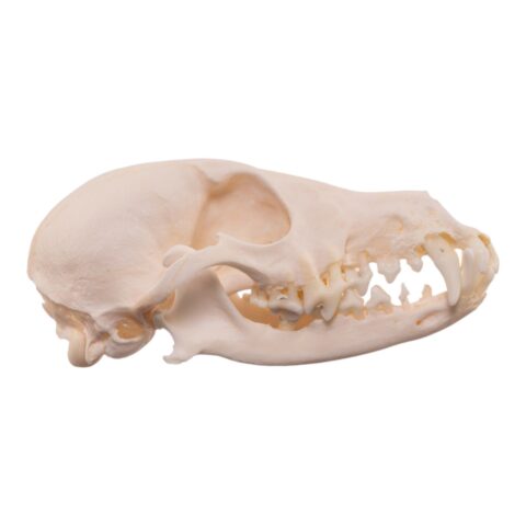 Real Domestic Dog - Shetland Sheepdog Skull