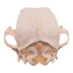 Real Domestic Dog – Shetland Sheepdog Skull