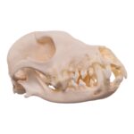 Real Domestic Dog – Shetland Sheepdog Skull