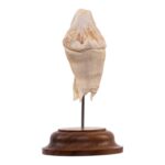 Real Hippopotamus Tooth on Stand