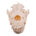 Real Extra Large Domestic Dog Skull