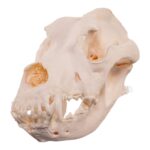 Real Extra Large Domestic Dog Skull