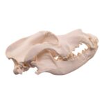 Real Extra Large Domestic Dog Skull