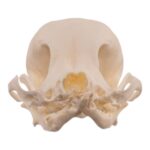 Real Domestic Dog Skull – Pathology – 26 g