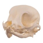 Real Domestic Dog Skull – Pathology – 26 g