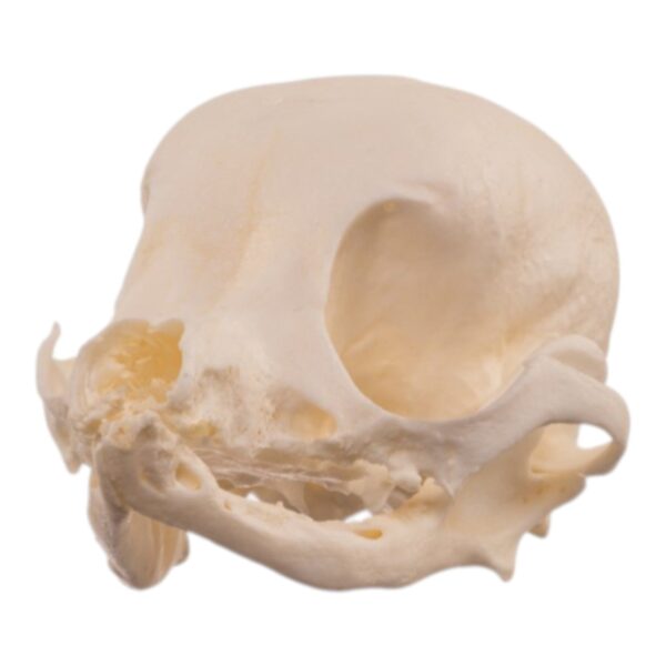 Real Domestic Dog Skull – Pathology – 26 g