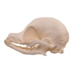 Real Domestic Dog Skull – Pathology – 26 g
