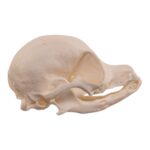 Real Domestic Dog Skull – Pathology – 26 g