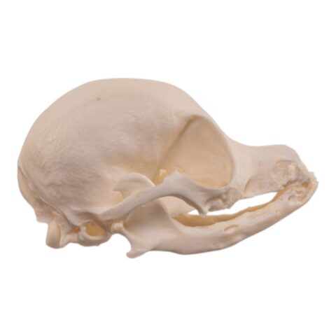 Real Domestic Dog Skull - Pathology - 26 g
