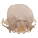 Real Domestic Dog Skull – Pathology – 26 g