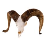 Real Bighorn Sheep Skull