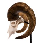 Real Bighorn Sheep Skull