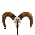 Metal Skull Mount – The Sheep Table Bracket