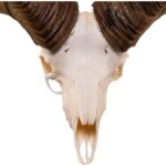 Real Bighorn Sheep Skull
