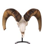 Real Bighorn Sheep Skull – 11600 g