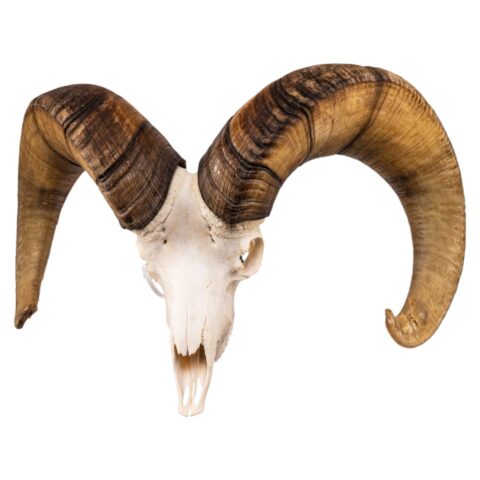 Real Bighorn Sheep Skull - 11600 g
