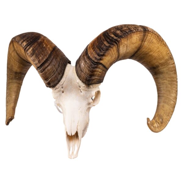 Real Bighorn Sheep Skull – 11600 g