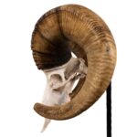 Real Bighorn Sheep Skull – 11600 g