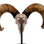 Real Bighorn Sheep Skull – 11600 g