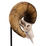 Real Bighorn Sheep Skull – 11600 g