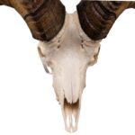 Real Bighorn Sheep Skull – 11600 g