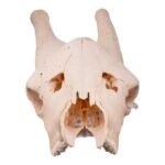 Real Southern Giraffe Skull – Male