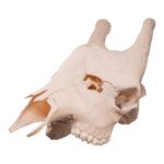 Real Southern Giraffe Skull – Male