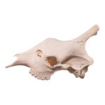 Real Southern Giraffe Skull – Male