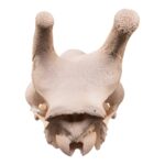 Real Southern Giraffe Skull – Male