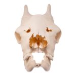 Real Southern Giraffe Skull – Female