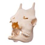 Real Southern Giraffe Skull – Female