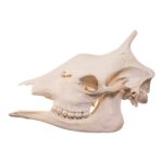 Real Southern Giraffe Skull – Female