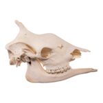 Real Southern Giraffe Skull – Female