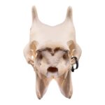 Real Southern Giraffe Skull – Female