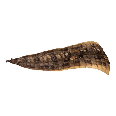 Real Preserved Crocodile Tail Skin
