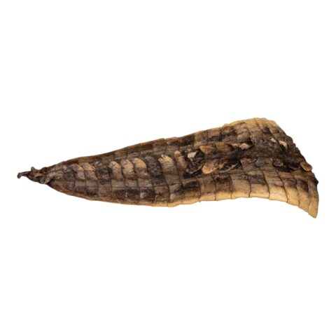 Real Preserved Crocodile Tail Skin