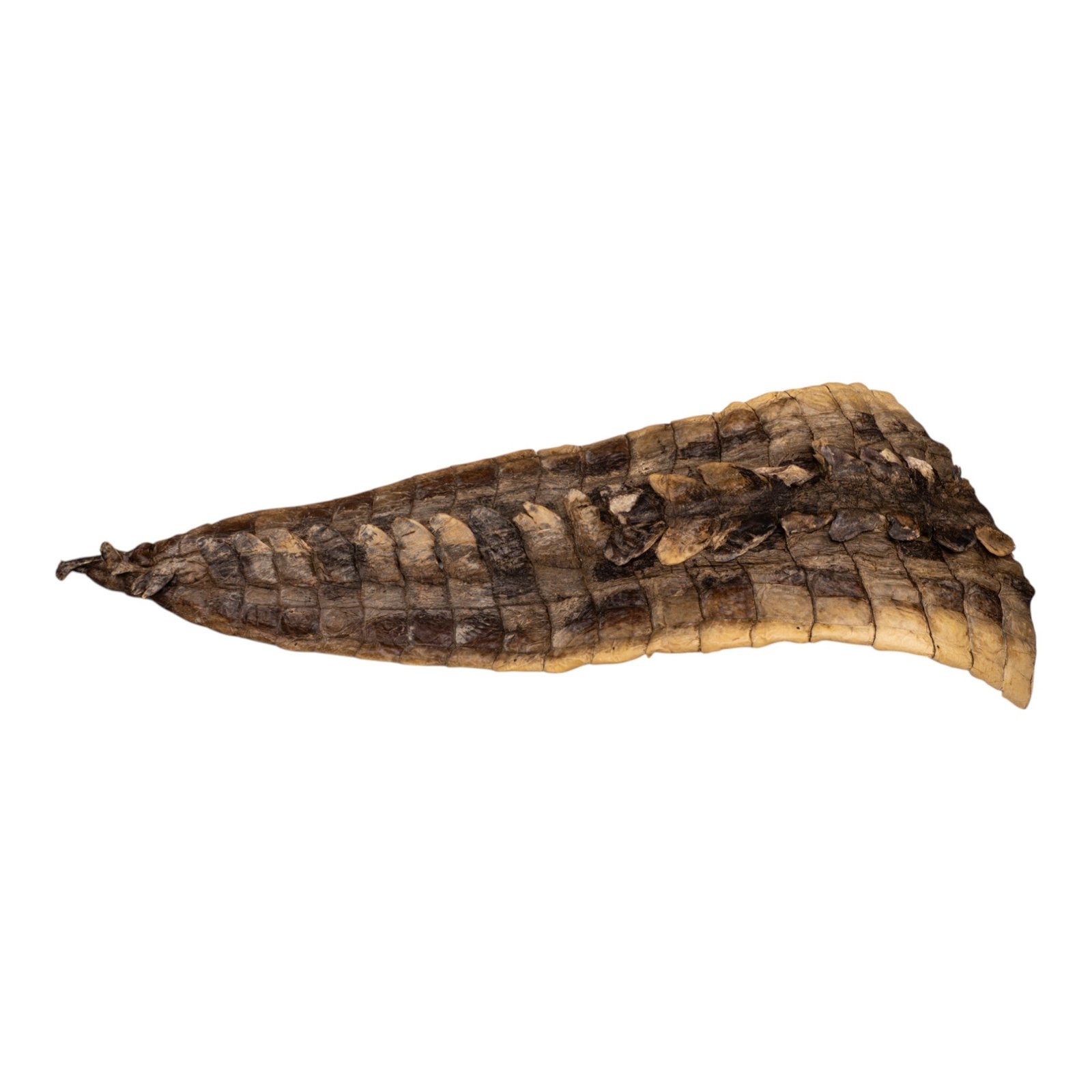 Real Preserved Crocodile Tail Skin