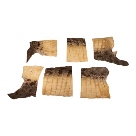 Real Preserved Crocodile Skin - Belly and Dorsal Hide (Single Piece)