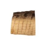 Real Preserved Crocodile Skin – Belly and Dorsal Hide (Single Piece)