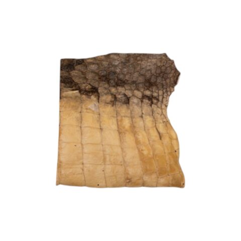 Real Preserved Crocodile Skin - Belly and Dorsal Hide (Single Piece)