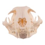 Real Bobcat Skull – Pathology