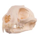 Real Bobcat Skull – Pathology